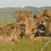 African Lion Family diamond painting