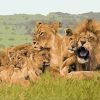 African Lion Family diamond painting