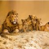 Animal Lion Family diamond painting