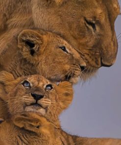 Lions Family diamond painting