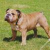 English Bulldog diamond painting