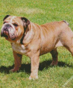 English Bulldog diamond painting