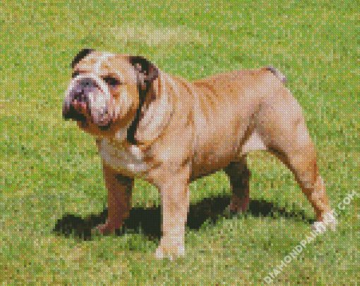 English Bulldog diamond painting