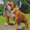 Beautiful English Bulldog diamond painting