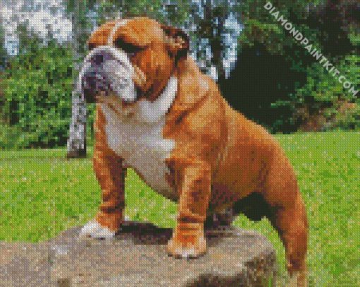 Beautiful English Bulldog diamond painting