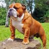 Beautiful English Bulldog diamond painting