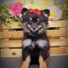 Black Maltipom Puppy diamond painting