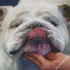 Close Up English Bulldog diamond painting