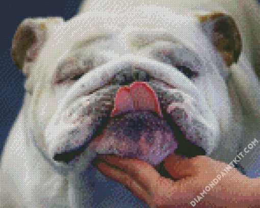 Close Up English Bulldog diamond painting