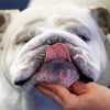 Close Up English Bulldog diamond painting