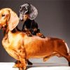 Doxie Daschsund Dogs diamond painting