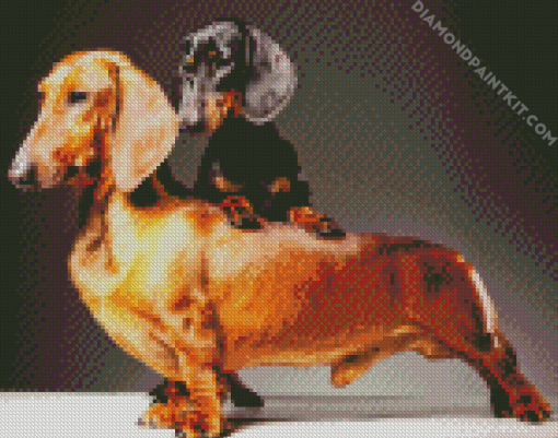 Doxie Daschsund Dogs diamond painting