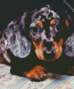 Doxie Daschsund Puppy diamond painting