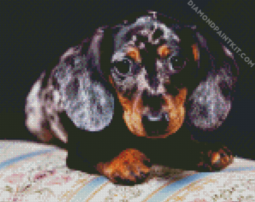 Doxie Daschsund Puppy diamond painting