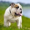 English Bulldog Dog diamond painting