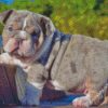 English Bulldog Puppy diamond painting