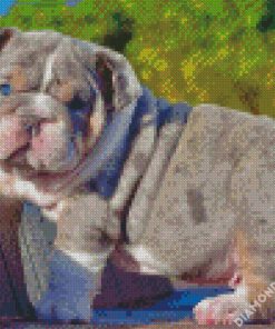 English Bulldog Puppy diamond painting