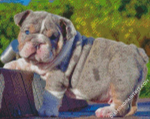 English Bulldog Puppy diamond painting