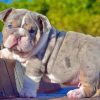 English Bulldog Puppy diamond painting