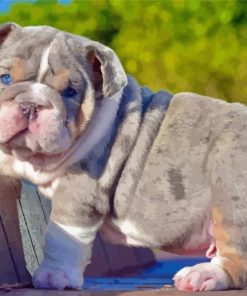 English Bulldog Puppy diamond painting