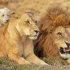 Lion Family diamond painting