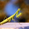 Mantis Insect diamond painting