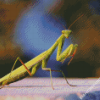 Mantis Insect diamond painting