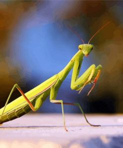 Mantis Insect diamond painting