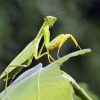 Mantis On Leaf diamond painting