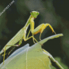 Mantis On Leaf diamond painting