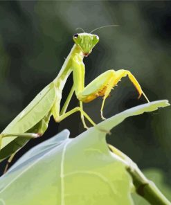 Mantis On Leaf diamond painting