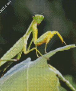 Mantis On Leaf diamond painting