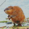 Muskrat Animal diamond painting