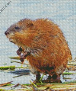 Muskrat Animal diamond painting