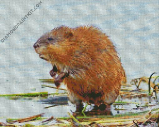 Muskrat Animal diamond painting