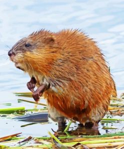 Muskrat Animal diamond painting