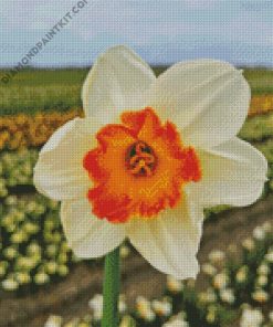 Narcissus Flower diamond painting