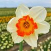 Narcissus Flower diamond painting