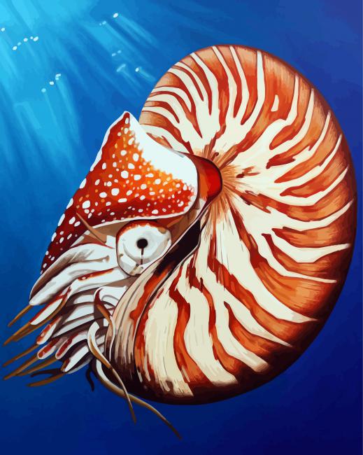 Nautilidae Shell diamond painting