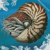 Nautilidae Marine Mollusc diamond painting