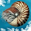 Nautilidae Marine Mollusc diamond painting