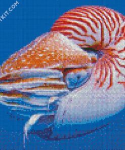 Nautilus diamond painting