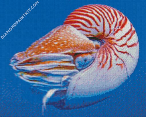 Nautilus diamond painting