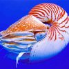 Nautilus diamond painting