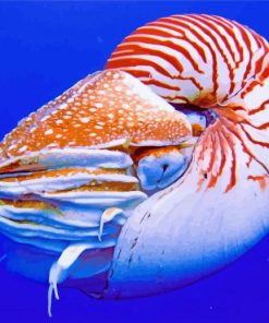 Nautilus diamond painting