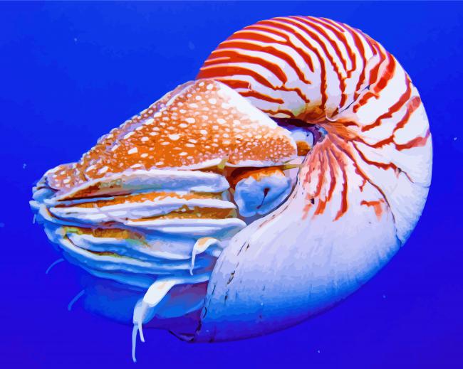 Nautilus diamond painting