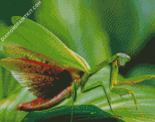 Praying Mantis diamond painting