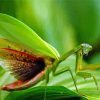 Praying Mantis diamond painting