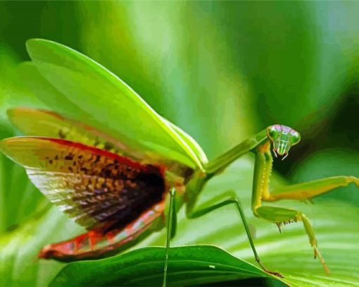 Praying Mantis diamond painting