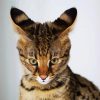 Savannah Cat Pet diamond painting